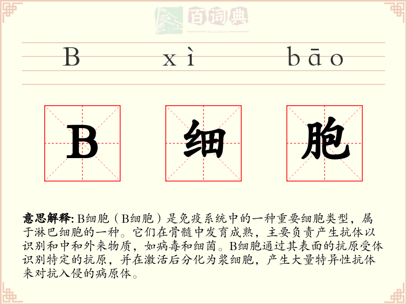 B细胞