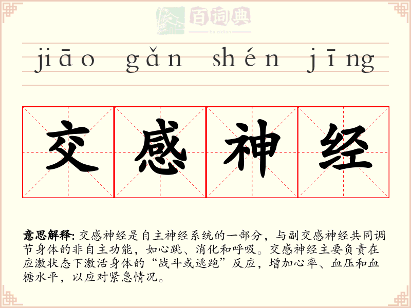 交感神经