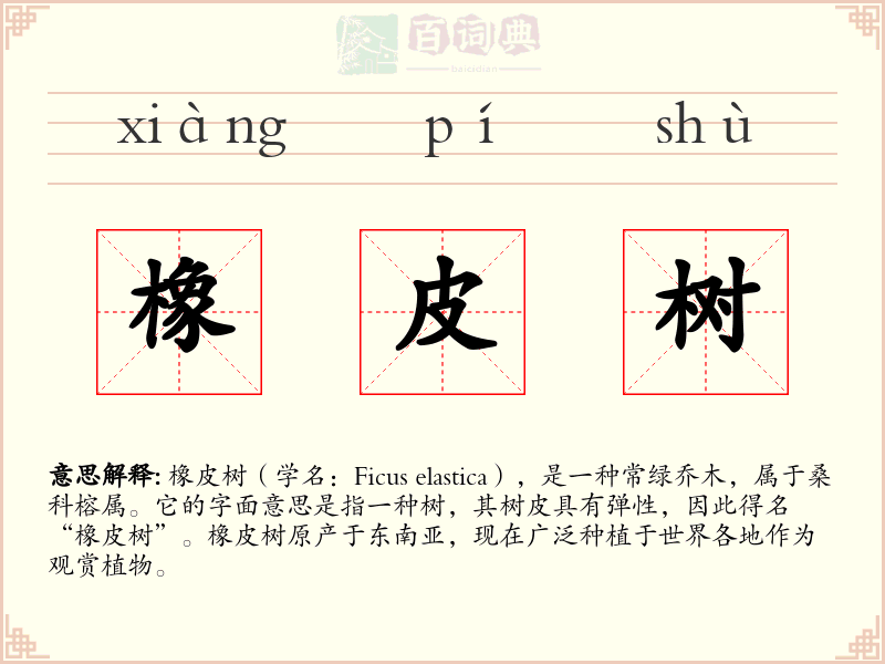 橡皮树