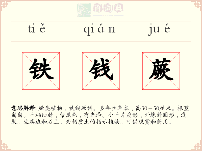 铁钱蕨