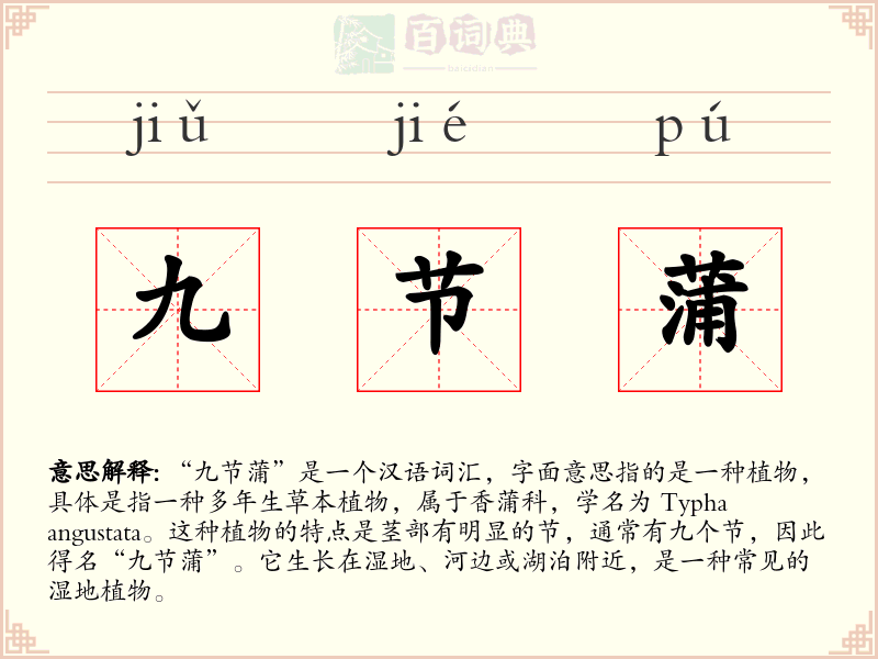 九节蒲