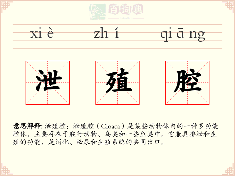 泄殖腔