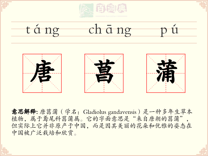 唐菖蒲