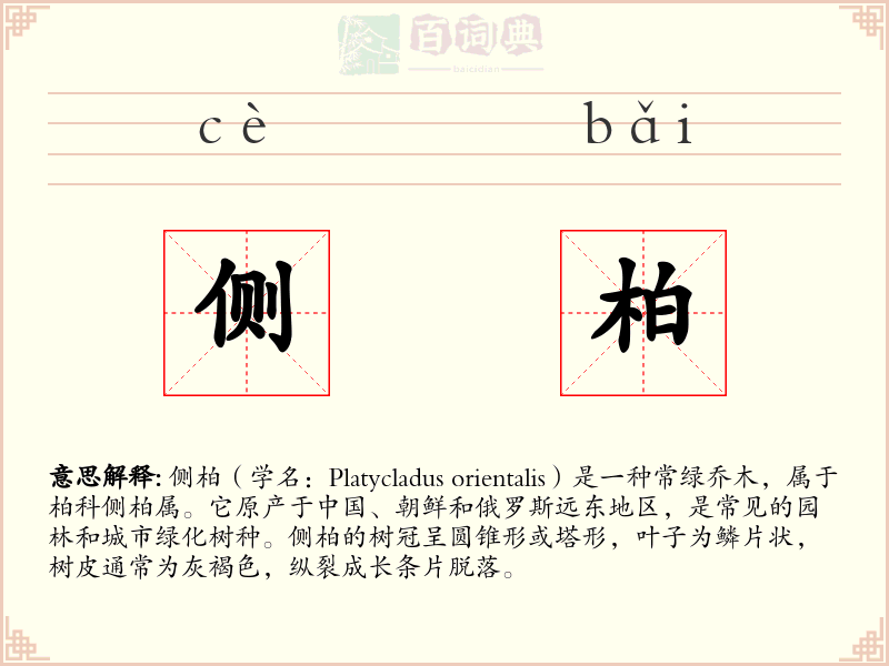 侧柏
