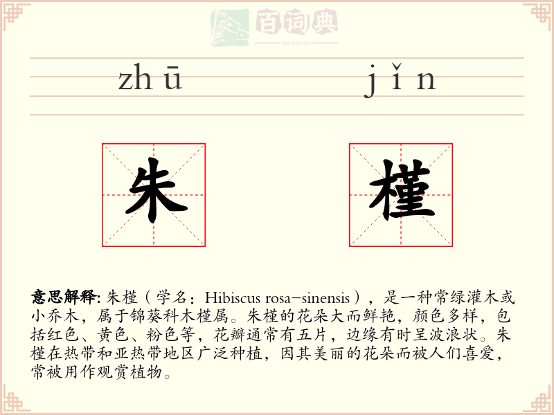 朱槿