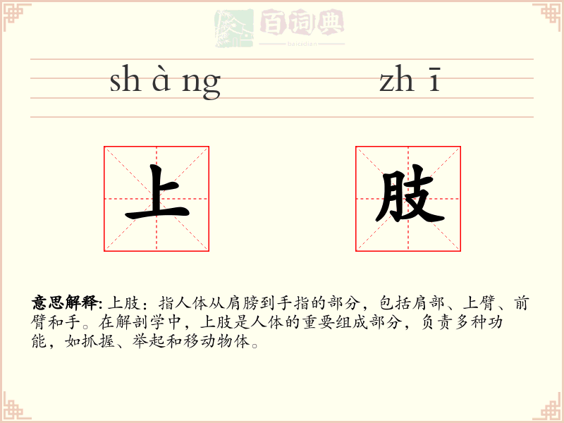 上肢