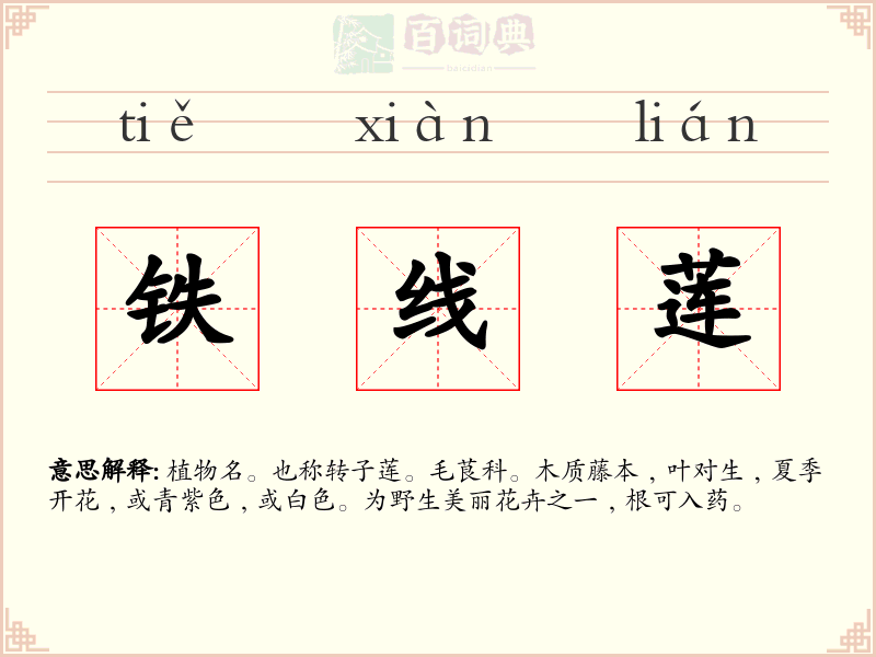 铁线莲