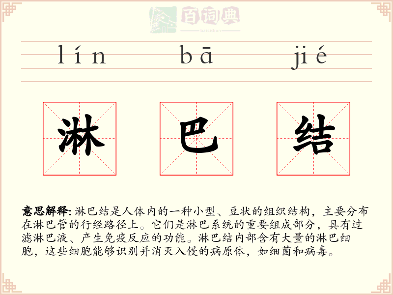 淋巴结