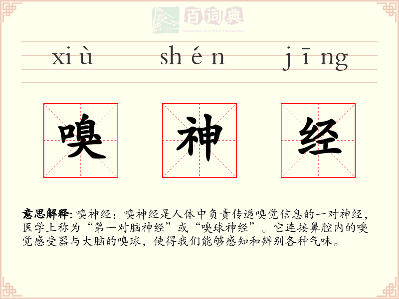 嗅神经