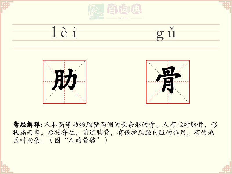 肋骨