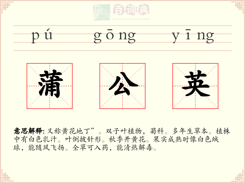 蒲公英