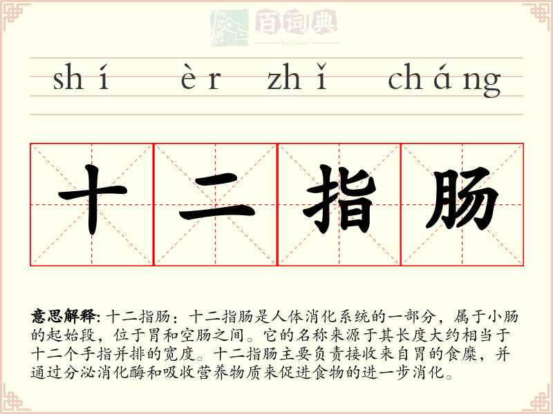 十二指肠