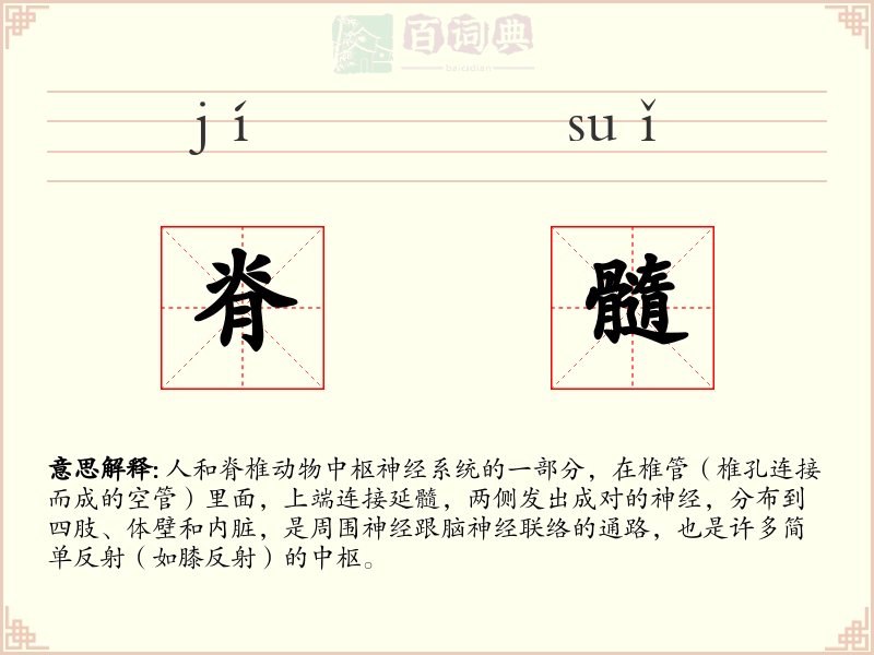 脊髓