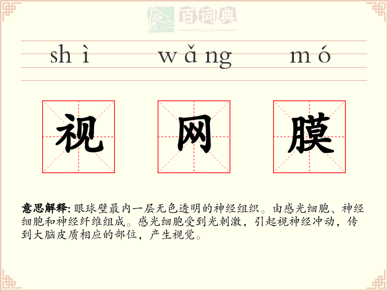 视网膜