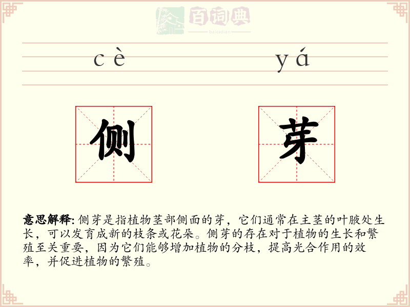 侧芽