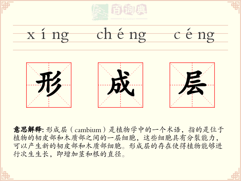 形成层