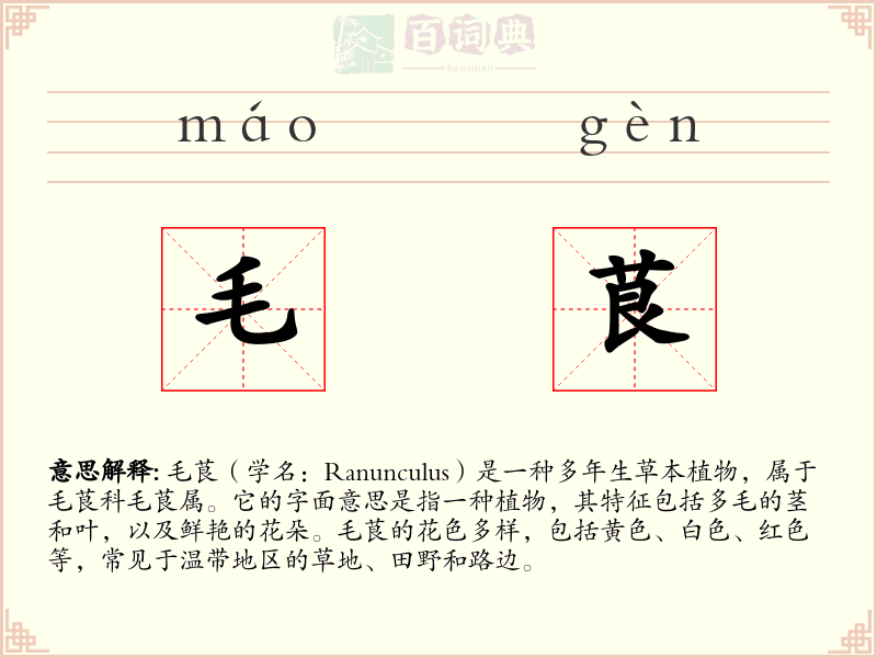 毛茛