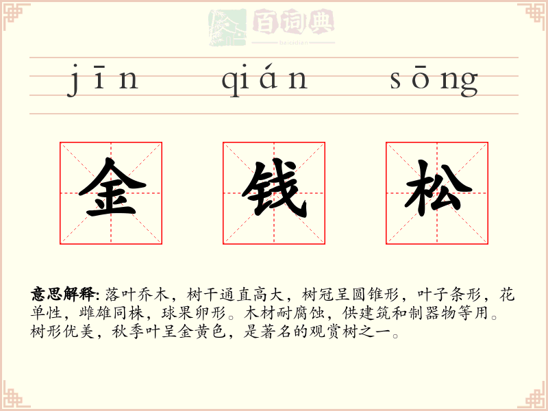 金钱松