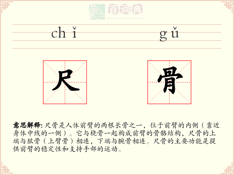 尺骨