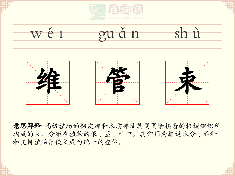 维管束