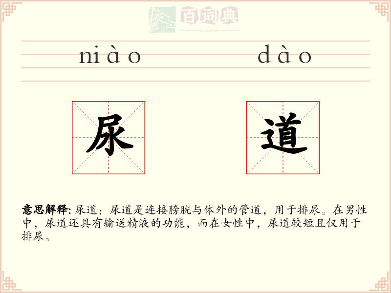 尿道
