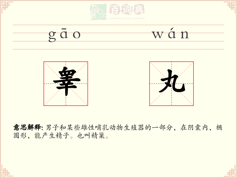 睾丸