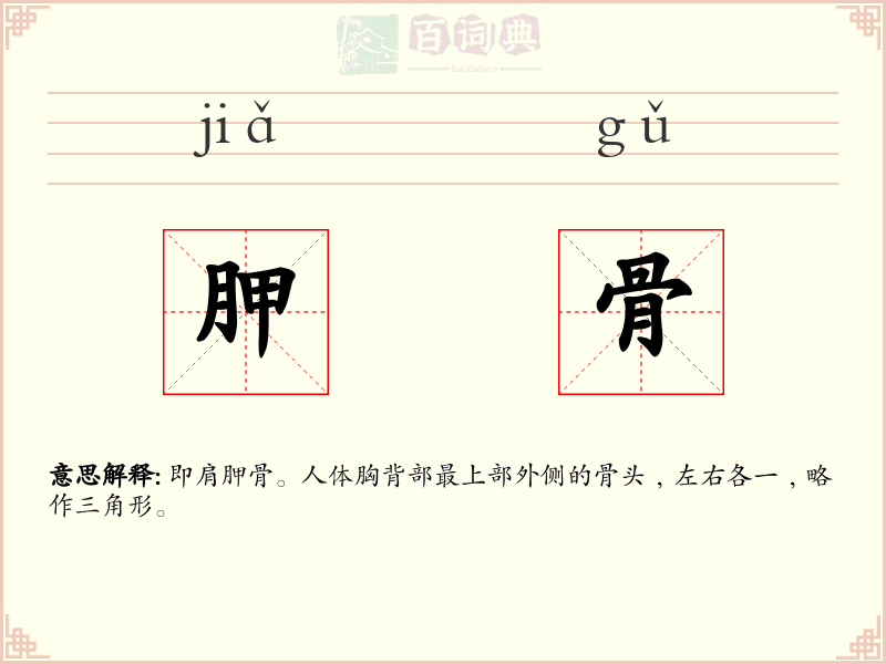 胛骨