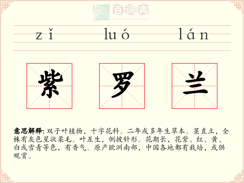 紫罗兰