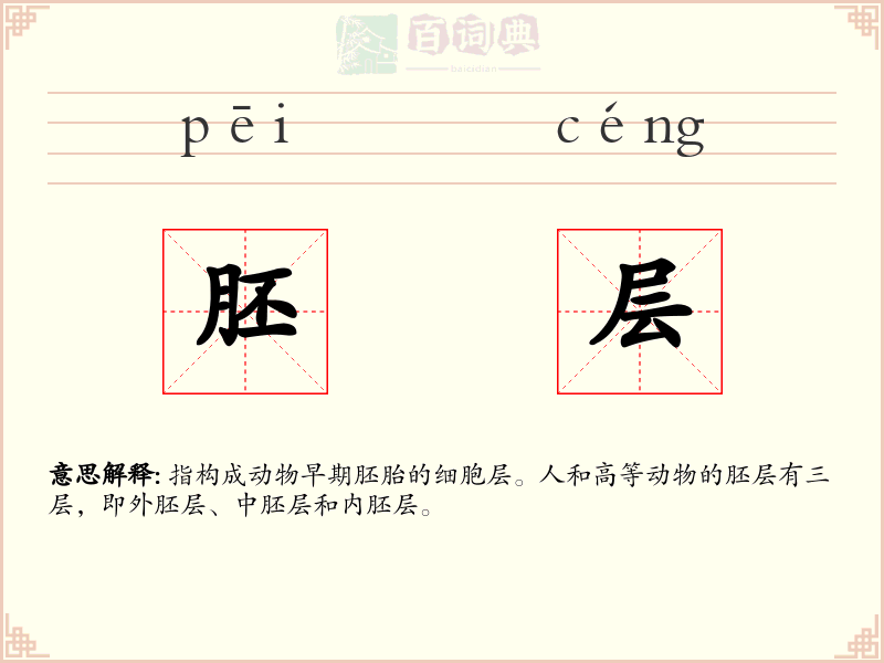 胚层