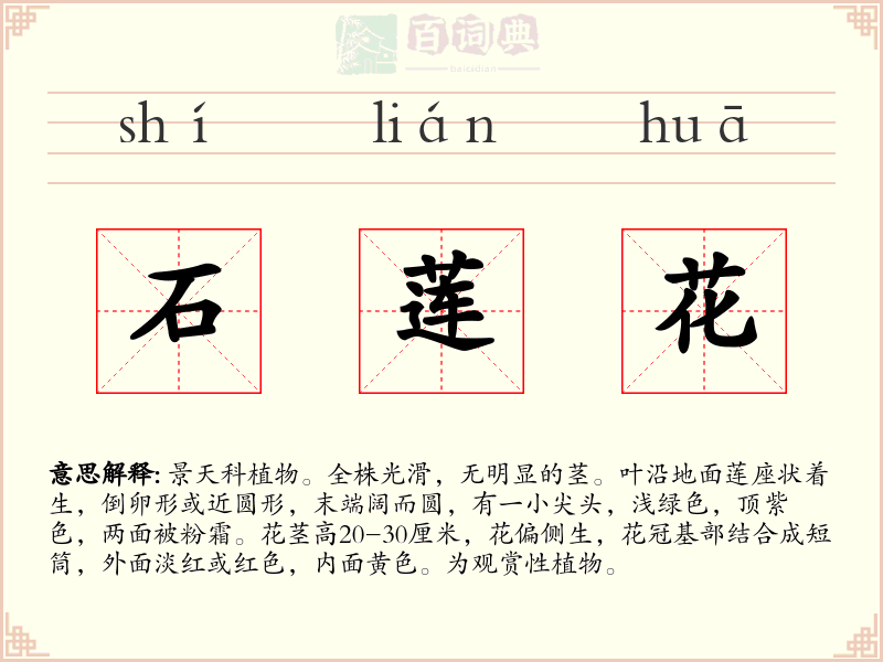 石莲花