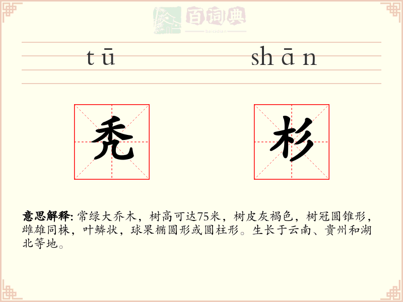 秃杉