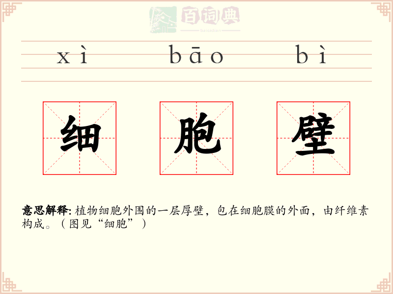 细胞壁