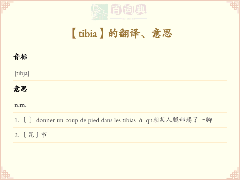 tibia