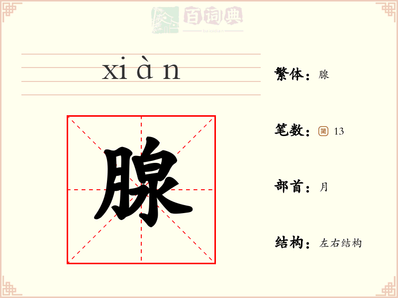 腺