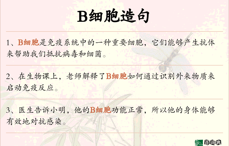 B细胞