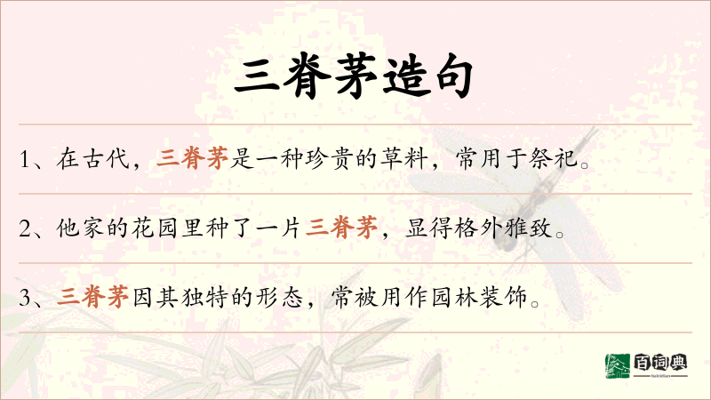三脊茅