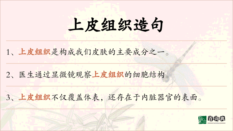 上皮组织