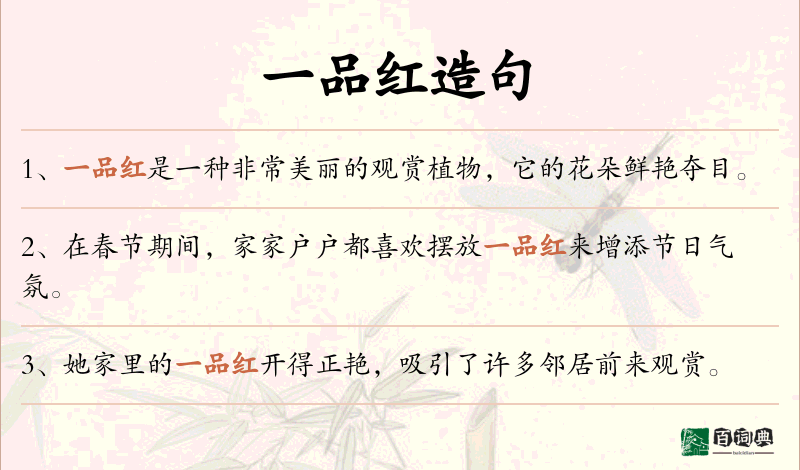 一品红