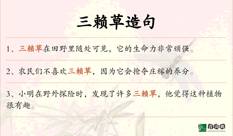三赖草
