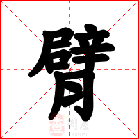 臂
