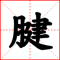 腱