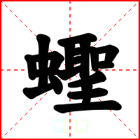 蟶