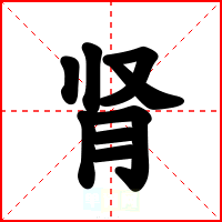 肾