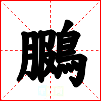 鵩