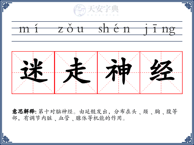 迷走神经