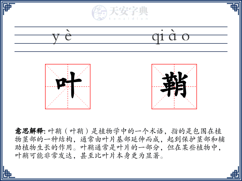 叶鞘