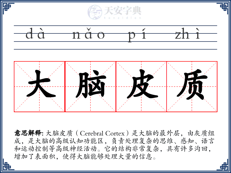 大脑皮质