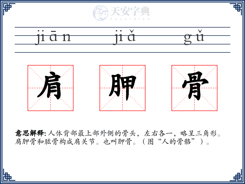肩胛骨