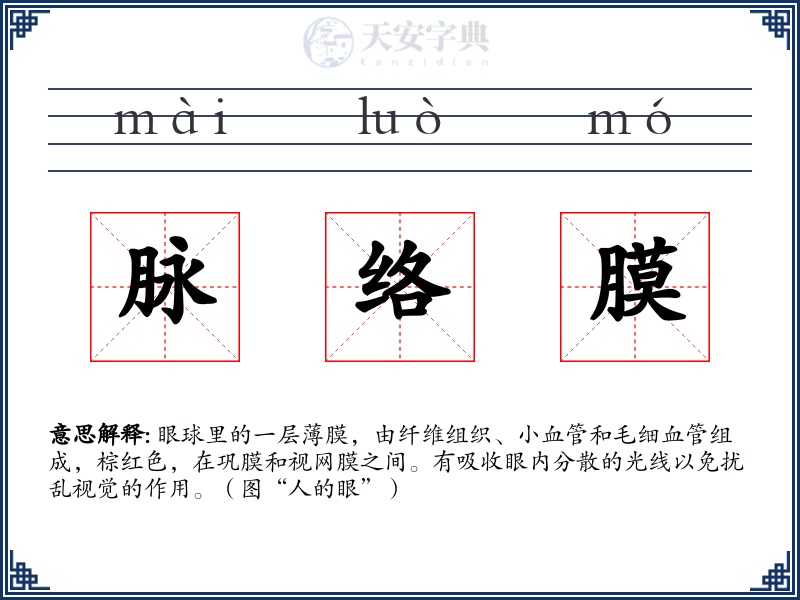 脉络膜