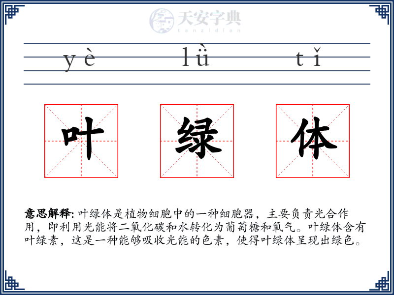 叶绿体